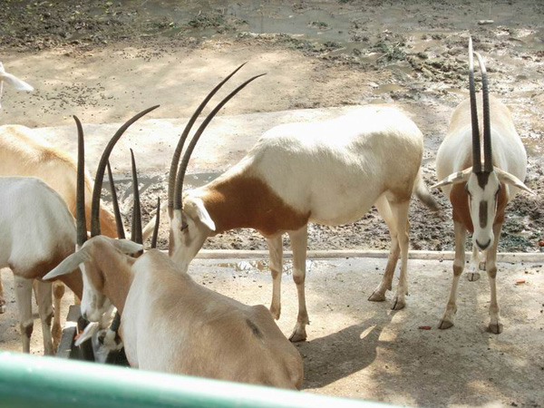 Shenzhen Safari Wildlife Park Love Animal
